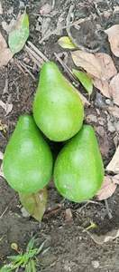 Avocats frais du Vietnam, vente en gros, export en vrac, fournisseur d'avocats de haute qualité, 2025/2026 - Product Image 6