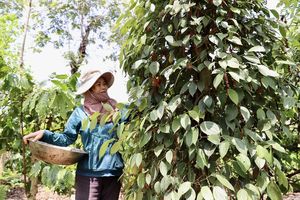พริกไทยดำแห้งคุณภาพสูง กลิ่นหอมเข้มข้น สำหรับอุตสาหกรรมอาหาร คุณภาพเยี่ยมจากเวียดนาม จำหน่ายแบบขายส่ง 500 กรัม/ลิตร 550 กรัม/ลิตร 570 กรัม/ลิตร - Product Image 6