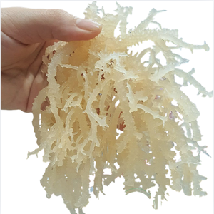 Oferta Especial: Polvo de Musgo Irlandés Premium, Extracto de Eucheuma Cottonii, Origen Vietnam, Empaque a Granel en Tambor, Mejor Precio de Fábrica - Product Image 6