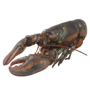 Colas de langosta congeladas y langostas enteras para exportación y mercados mayoristas de mariscos - Product Image 6