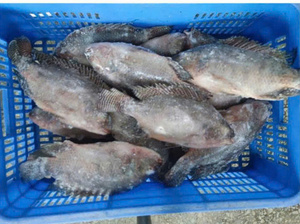 VAN BACH TUNG Pescado Congelado Entero Premium 1kg Alta Calidad Precio Alto Valor Nutricional 100% Natural Envasado al Vacío Vietnam 12+ Meses - Product Image 6