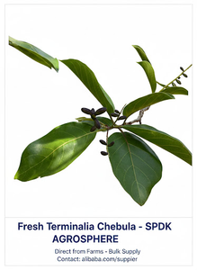 Orgánico de alta calidad Terminalia Chebula Bal Hirda Himaj hierbas naturales India Harad Choti Khala SPDK Agrosphere 2 años de vida útil - Product Image 4
