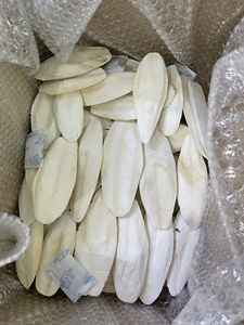 Quality Natural Dried <b>Cuttlefish</b> Bone Squid Bone at Factory Price. - Product Image 6
