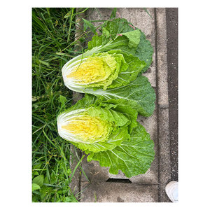 Repollo, Espinaca y Rábano Frescos de Gran Calidad y Volumen, Vegetales de Tallo Verde - Product Image 1