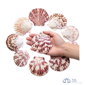 [MEJOR CALIFICADO] |   Conchas marinas mixtas ecológicas, juego de conchas para manualidades, decoración de bodas, relleno para peceras y jarrones, de Vietnam. - Product Image 1