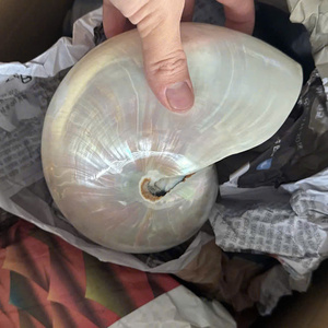 เปลือกหอยหยกเทอร์โบสีขาวธรรมชาติ สำหรับตกแต่ง เปลือกหอยทะเลขนาดใหญ่ เปลือกหอยเกลียวสีขาว เปลือกหอยสังข์ เปลือกหอยหยกเทอร์โบ เปลือกหอยทาก - Product Image 3