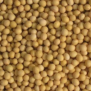 Semillas de Soja Amarilla Naturales y No Transgénicas de Alta Calidad Premium / Semillas de Soya / Granos de Soya a Precio de Descuento, Mejor Oferta de Descuento en Semillas de Soya - Product Image 5