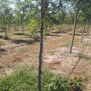 Piquets de soutien en fibre de verre FRP pour vignes et tomates - Robustes, anti-rouille, service de découpe disponible - Product Image 6