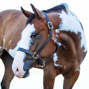Cabestro y Collar para Caballo Acolchados de Cuero Genuino, Ajustables y Personalizados con Herrajes en Oro Rosa - Product Image 1