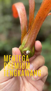 Crema de Manteca de Illipe Tengkawang Pura y Natural de Riau, 1 kg, para el Cuidado de la Piel, Fabricación de Jabones y Cosméticos - Product Image 2