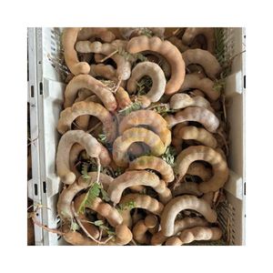 MATERIAL DE TAMARINDO EN PAQUETES CON CIERRE Y EN BLOQUES, PERSONALIZACIÓN DE MARCA PRIVADA, SOPORTE OEM/ODM, MATERIAL DE TAMARINDO PARA VENTA AL POR MAYOR - Product Image 3