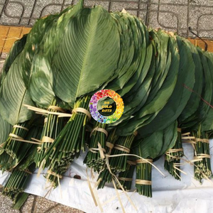 Pastel de Hoja de Dong Orgánico Envasado al Vacío, Congelado IQF, Grado Superior, Empaque OEM a Granel con Conservación de Agua - Product Image 4