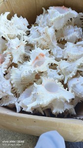 Premium Triton’s Trumpet Shell Natural <b>Large</b> Seashell for Decoration Vietnam Manufacturer Bulk Export Supply - Product Image 4