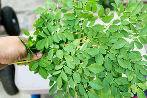 Poudre de Moringa Bio - Meilleure Vente - Poudre Santé Biologique - Product Image 2