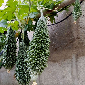 Graines de courge amère pour une agriculture à haut rendement avec une forte germination et une résistance aux maladies, adaptées à la culture en champ ouvert - Product Image 5