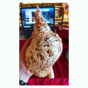 [ขายดี] เปลือกหอยทริทอนธรรมชาติสุดงดงาม - หอยสังข์ขัดเงาแท้ 100% สำหรับงานแต่งงานริมชายหาดและตู้ปลา - Product Image 3
