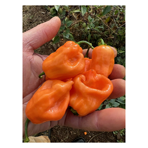 พริกฮาบาเนโรสด อายุการเก็บรักษานาน ระบบควบคุมอุณหภูมิที่เหมาะสม คุณภาพส่งออก - Product Image 4