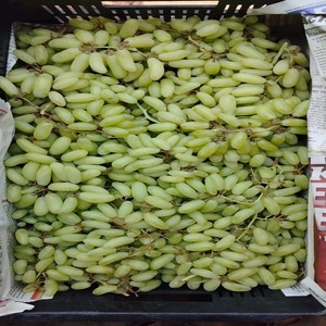 Uvas Verdes Sin Semillas de Vietnam |   Uvas Frescas y Crujientes para Venta al por Mayor y Exportación - Product Image 5