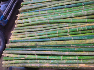 Top Choice Bamboo <b>Poles</b> <b>For</b> Construction And Structural Applications - Product Image 6