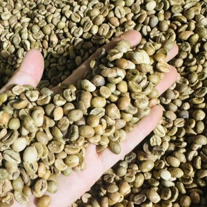 Granos de Café Verde Robusta Frescos de Vietnam, para Bebidas, Proceso Natural, Tamaño 14, Origen: Altas Montañas de Vietnam - Product Image 3