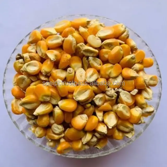 Yellow Corn Maize For Animal Feed Grade Yellow Corn For Poultry Feed Available For Export