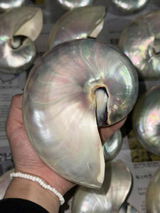 Concha de Nautilus Natural con Patrón Espiral, Pulida, para Decoración del Hogar, Manualidades con Temática Natural - Product Image 2