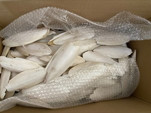 Os de seiche séché naturellement pour cage à oiseaux et usage domestique - Product Image 6