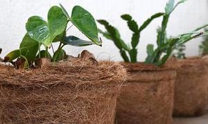 Pot en fibre de coco EcoRoot biodégradable, pot de pépinière en fibre naturelle de Ben Tre, 0,1 kg, pour semis, jardinage, croissance des plantes - Product Image 2