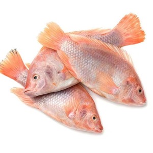 Tilapia Roja Entera Congelada de Alto Estándar, Proveniente de Granjas Confiables, con Manipulación Rápida y Precios Accesibles - Product Image 5