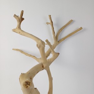 Artículos Populares 2026: Soporte de Madera Natural de Java para Loros y Pájaros, Percha de Juego de Madera para Loros y Pájaros, Hecho en Vietnam, Venta al por Mayor - Product Image 6