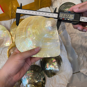 Pearl Of Mother Plate Shell Yellow Color Premium Vietnam Material For Decorative Inlay Craft Jewelry Plate Use Home Kitchen - Product Image 1