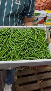 Chile Verde Fresco Premium para Cocinar Platos Picantes |   Suministro al por Mayor de Chiles de Calidad de Exportación de la India, Cosecha 2026 - Product Image 3