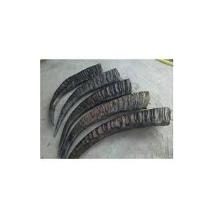 แตรและแตรควายธรรมชาติสำหรับส่งออก - Product Image 4