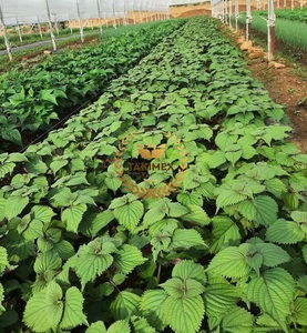 บรรจุภัณฑ์ใบชาสมุนไพรใบงาขาวแห้งมีฉลากผลิตตามสั่งผลิตในเวียดนาม - Product Image 6