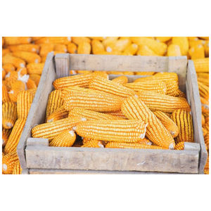 Maíz Amarillo Orgánico Fresco de Primera Calidad, Semillas de Maíz Dulce Crudas a Granel en Bolsas de 50 kg - Product Image 2