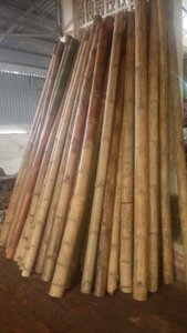 Postes de Bambú Natural de Vietnam, Tamaños Grandes, para Soporte Agrícola - Product Image 5