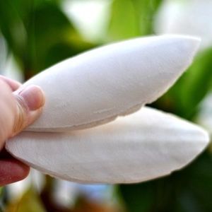 Os de Seiche Pur de Haute Qualité, Durable, Très Vendu, Riche en Minéraux Calcium, Absorption Rapide, Soutien pour la Croissance, Vente en Gros - Product Image 2