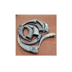 Cuerno Crudo Natural de Búfalo Pulido a Mano para Tazas, Joyería, Mangos de Cuchillos y Decoración - Product Image 3