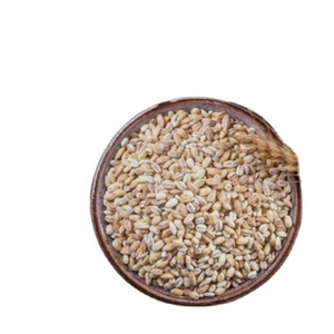 Malta de cebada perlada de grano entero de cosecha India rica en fibra estilo seco natural y sin OGM - Product Image 1
