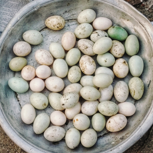 ไข่ไก่สดสีขาวและสีน้ำตาลคัดสรรจากฟาร์มสำหรับการสั่งซื้อขายส่ง พร้อมถาดป้องกันคุณภาพสูงและการบรรจุภัณฑ์แบบจำนวนมาก - Product Image 6