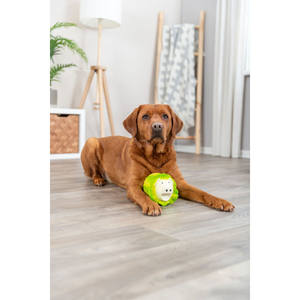 Jouet à mâcher pour animaux de compagnie en forme de chou vert clair 23 cm - Product Image 4
