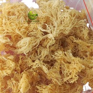 Algas Secas de Primera Calidad para Uso Industrial y Alimentario, Proveedor de Exportación a Granel de Eucheuma Cottonii, Vietnam - Product Image 6