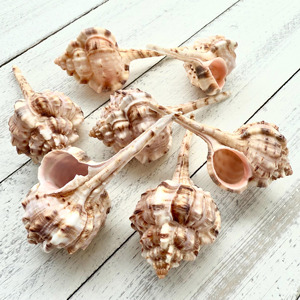 ของตกแต่งตู้ปลาเปลือกหอยทะเลธรรมชาติ ราคาถูกที่สุด - Product Image 1