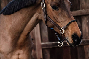 Hot Selling Webbing Adjustable Synthetic Leather Horse Leather Rope Halter <b>Equestrian</b> Riding Wear Outdoor Riding Equipment - Product Image 4