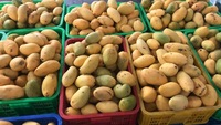 Mango 100% puur fruitconcentraat 65 Brix 200kg bulkvat VINUT voor importeurs & drankenproducenten fles/doos