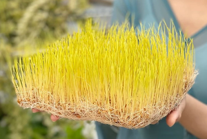 Jarabe de Malta Dorado de Alta Viscosidad, Jarabe Grueso y Dulce de Grado Alimenticio Producido a Partir de Brotes de Avena - Product Image 2