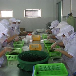 Algues de mer séchées durables de haute qualité du Vietnam (Caulerpa Lentillifera) – Riche en nutriments – Vente en gros - Product Image 5