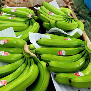Bananes fraîches de qualité supérieure, fruits tropicaux cultivés au Vietnam, adaptées à la consommation, à la cuisine, aux smoothies, aux desserts et à la vente internationale. - Product Image 3