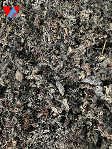 สาหร่ายอบแห้งสีน้ำตาล/อาหารสัตว์ธรรมชาติ & ปุ๋ยใบใหญ่แห้ง Sargassum/MS ลิมา - Product Image 3