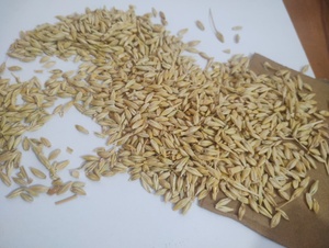 Grano de Cebada de Grado Alimenticio para Ganado y Animales Lecheros, Ingrediente de Alimento Integral, 24 Meses de Vida Útil, Seco, para Animales de Granja - Product Image 3